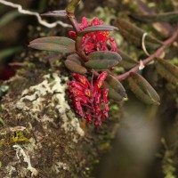 Robiquetia brevifolia (Lindl.) Garay